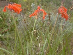 Cyrtanthus epiphyticus in habitat